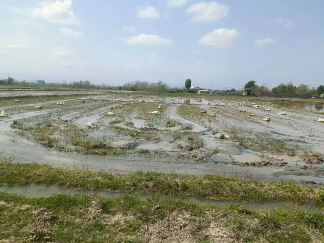 شالیزار 3500 متر|فروش زمین و ملک کلنگی|شفت, |دیوار