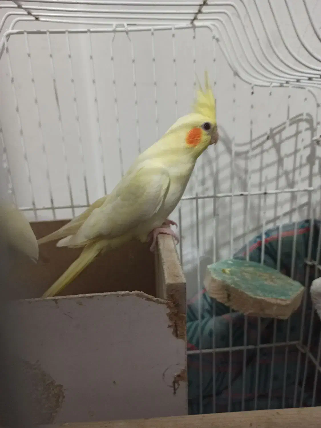 عروس هلندی ماده|پرنده|بندر ترکمن, |دیوار