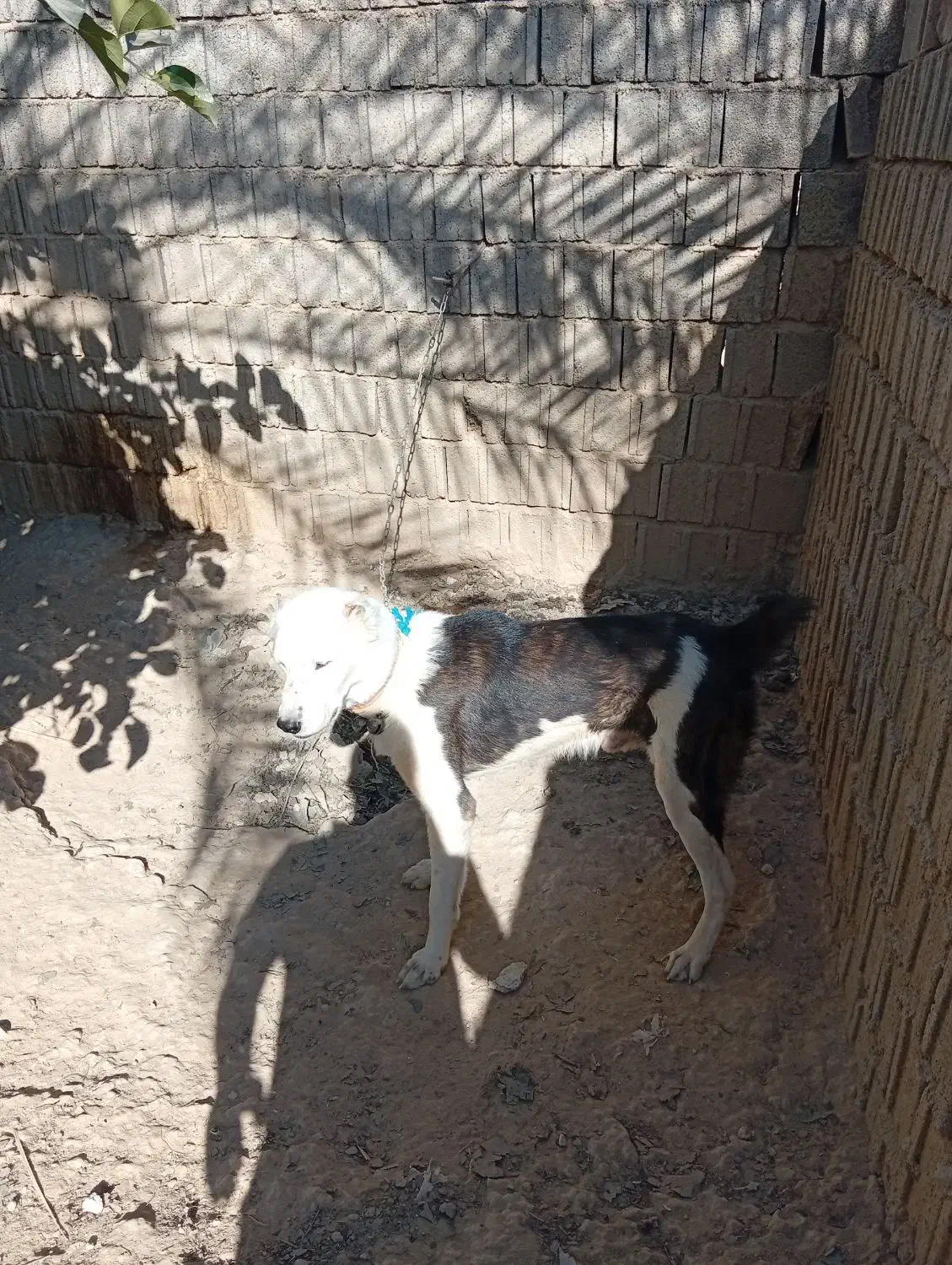 سگ البای روس|سگ|بوشهر, |دیوار