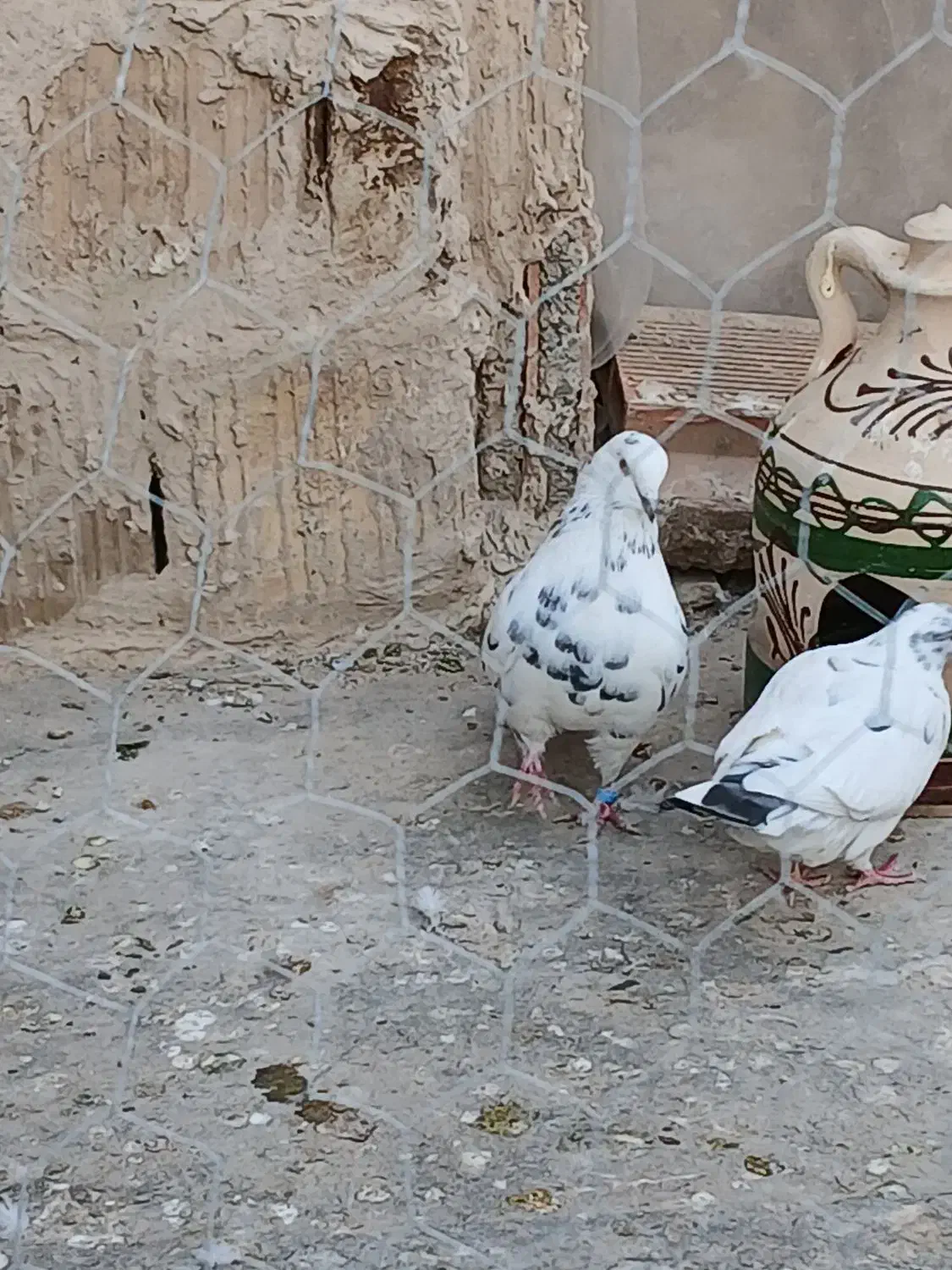 یه جفت دهن جور|پرنده|هشتگرد, تهران دشت|دیوار