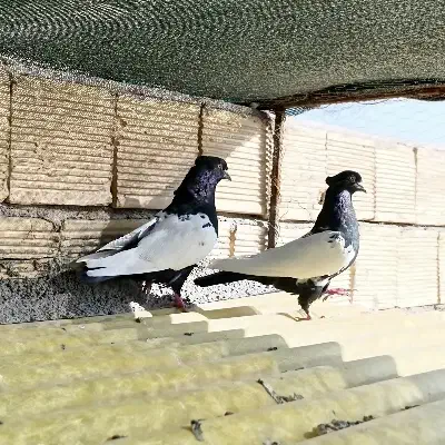 دو جفت سینه ای مشکی و زرد درجه یک|پرنده|زیباشهر, |دیوار