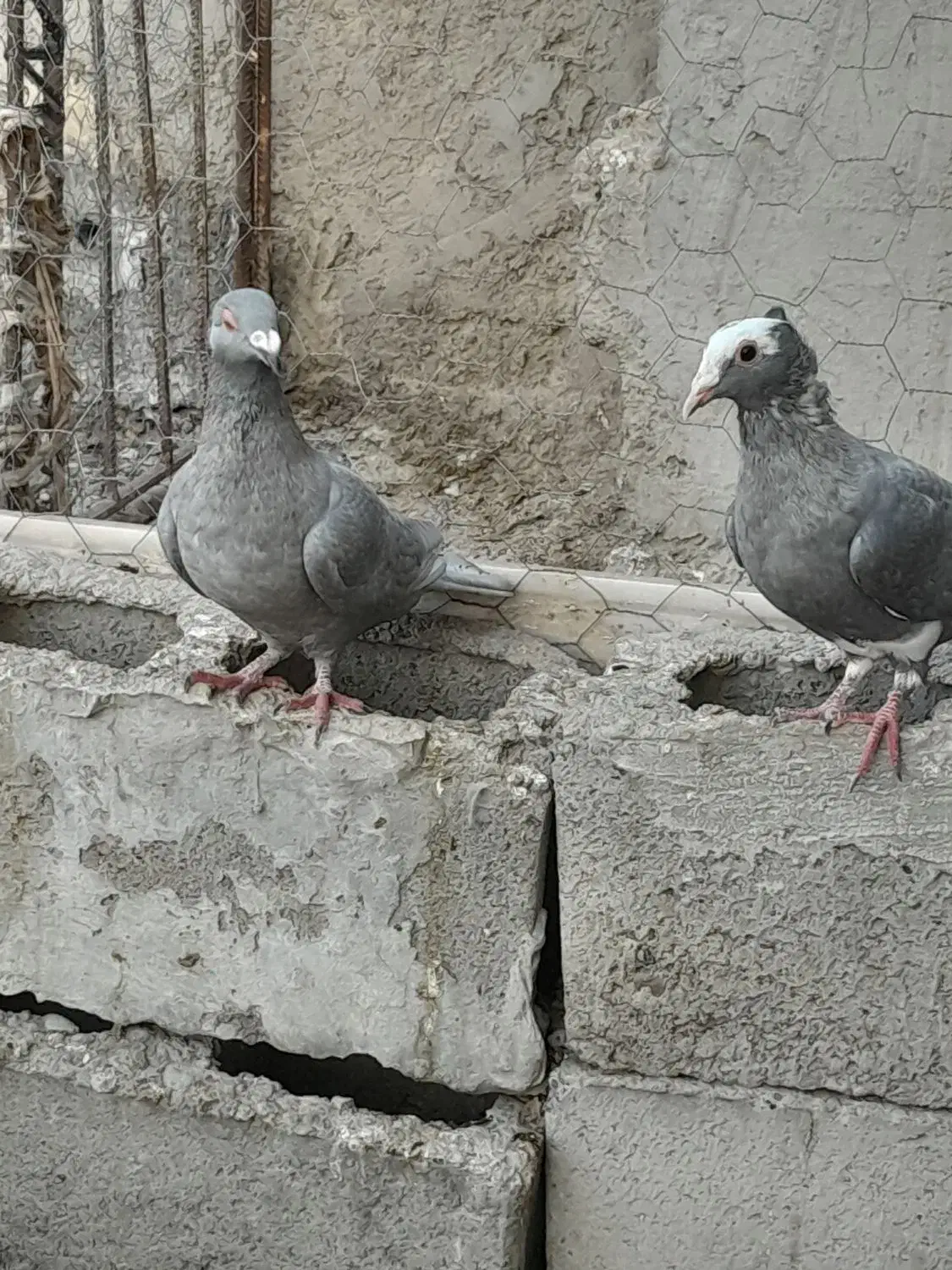 پلنگ نقره ای ونقره ای|پرنده|هامون, |دیوار