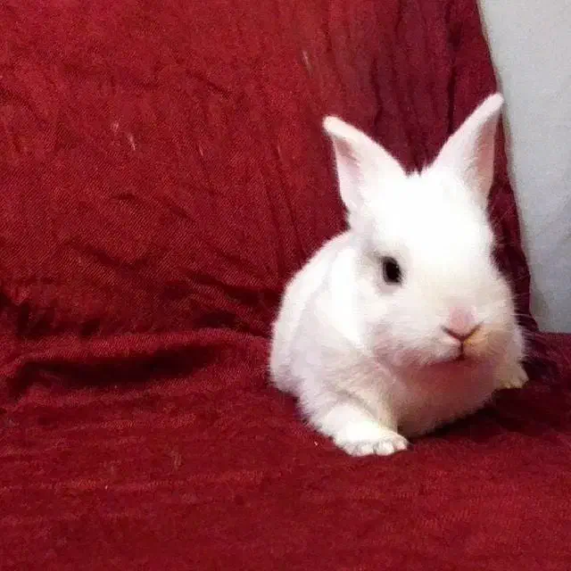 لپ ها ها|موش و خرگوش|بروجرد, |دیوار