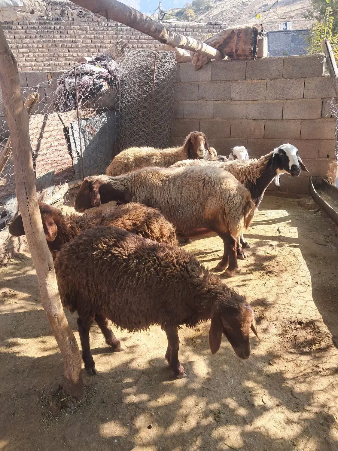 میش گوسفند|حیوانات مزرعه|چگنی, |دیوار