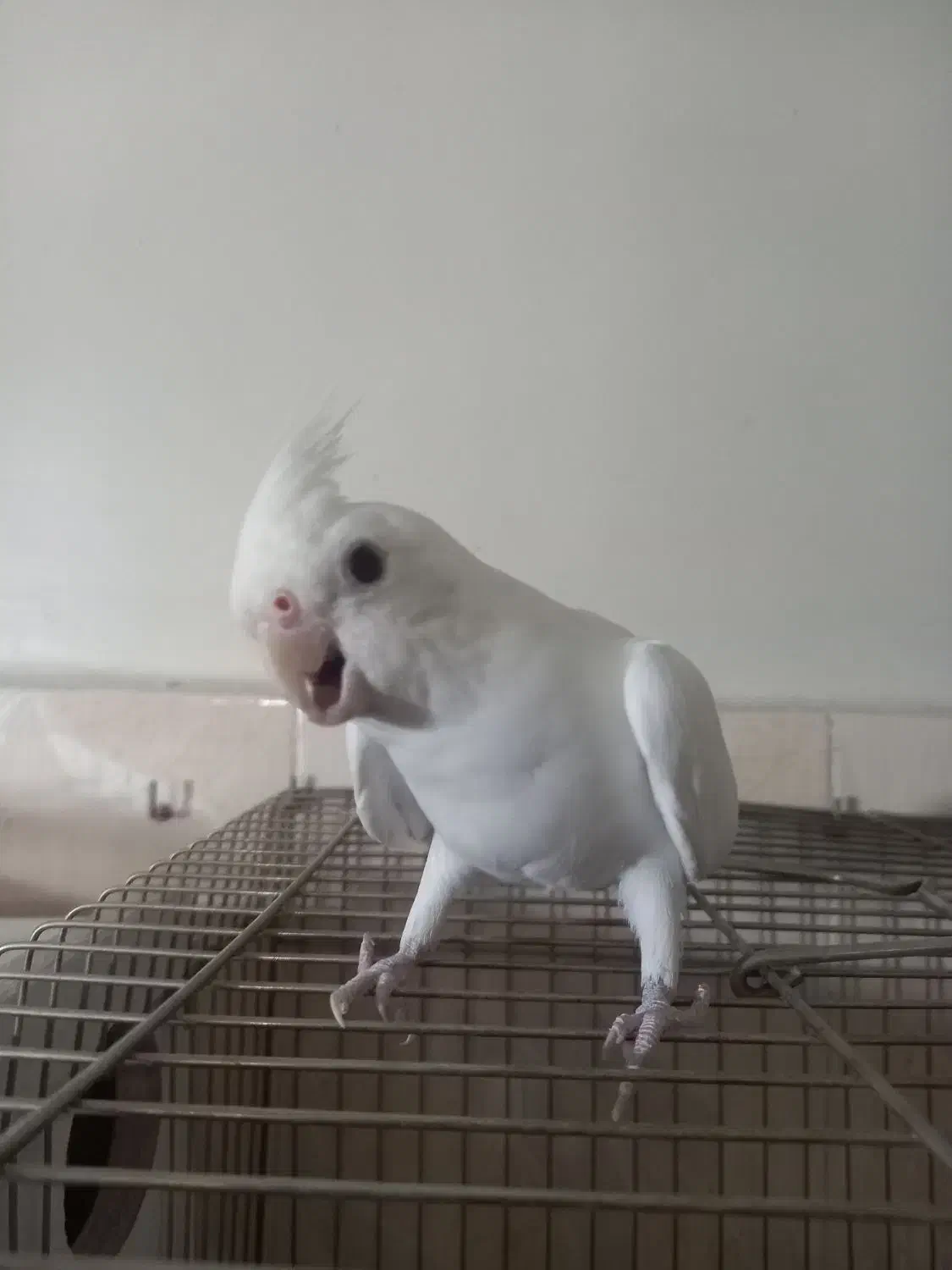 عروس هلندی اهلی آلبینو نر|پرنده|تبریز, |دیوار