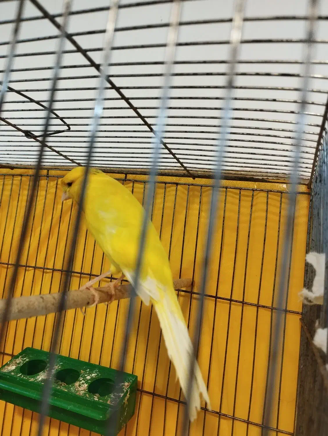 قناری|پرنده|شهرکرد, |دیوار