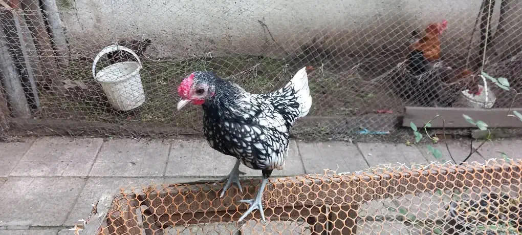 قناری زرد ماده جفت نخورده ، سیبرایت مرغ وخروس|پرنده|رشت, نخودچر|دیوار