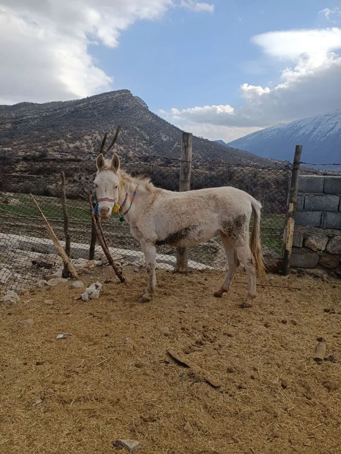 قاطر گم شده|حیوانات|یاسوج, |دیوار