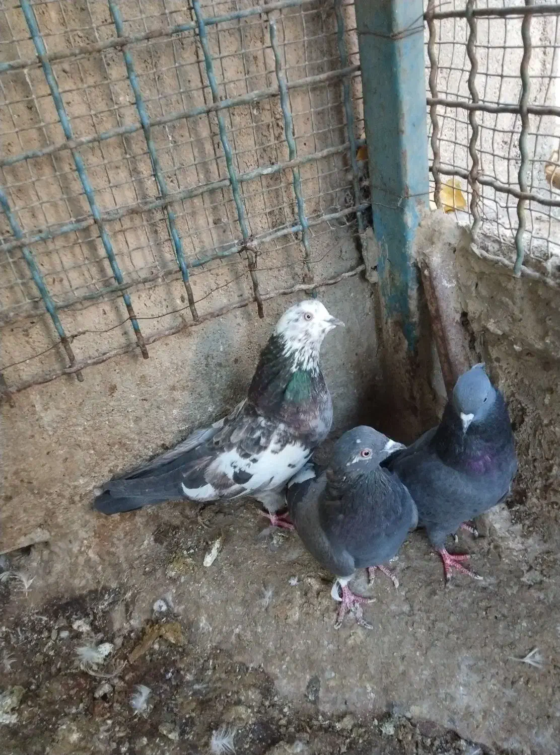 کبوتر|پرنده|هشتگرد, تهران دشت|دیوار