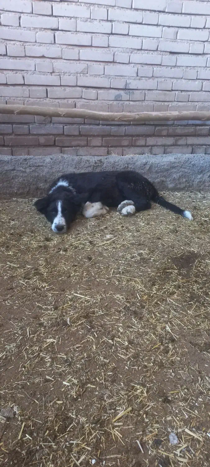 سگ قدرجانی|سگ|ایلام, |دیوار