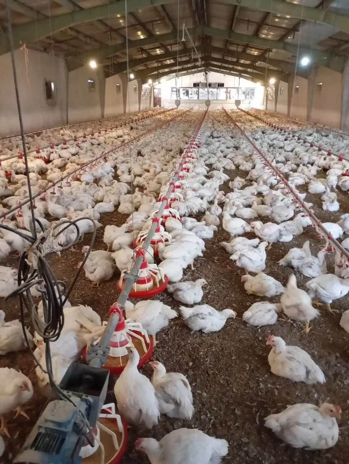 کارگر مرغداری گوشتی|استخدام صنعتی، فنی، مهندسی|گلمکان, |دیوار