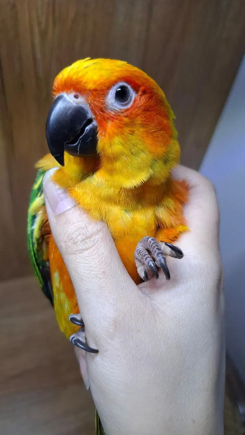 طوطی خورشیدی|پرنده|اصفهان, کشاورزی|دیوار