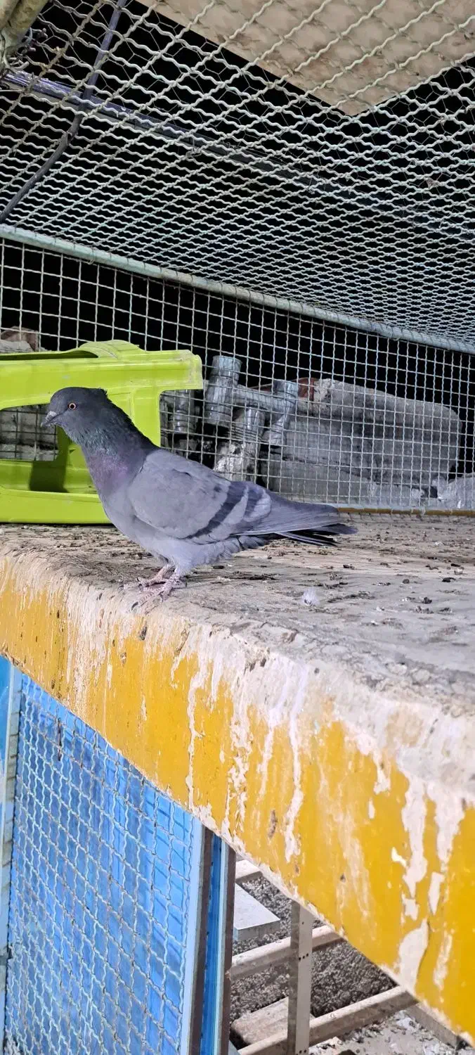 نر بالغ ضمانتی|پرنده|اردکان, |دیوار