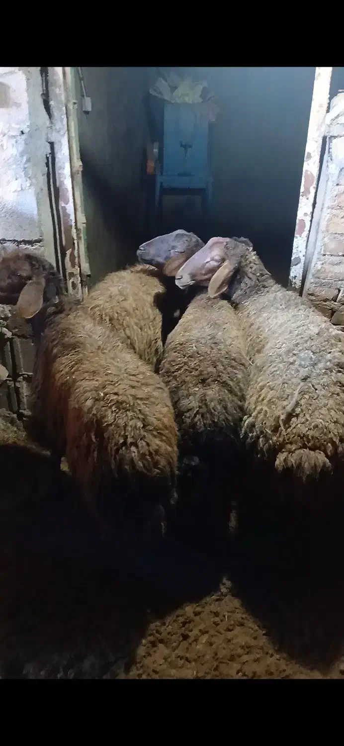 ۲ راس کاور ۲ راس میش زاییده|حیوانات مزرعه|تربت جام, میان جام|دیوار