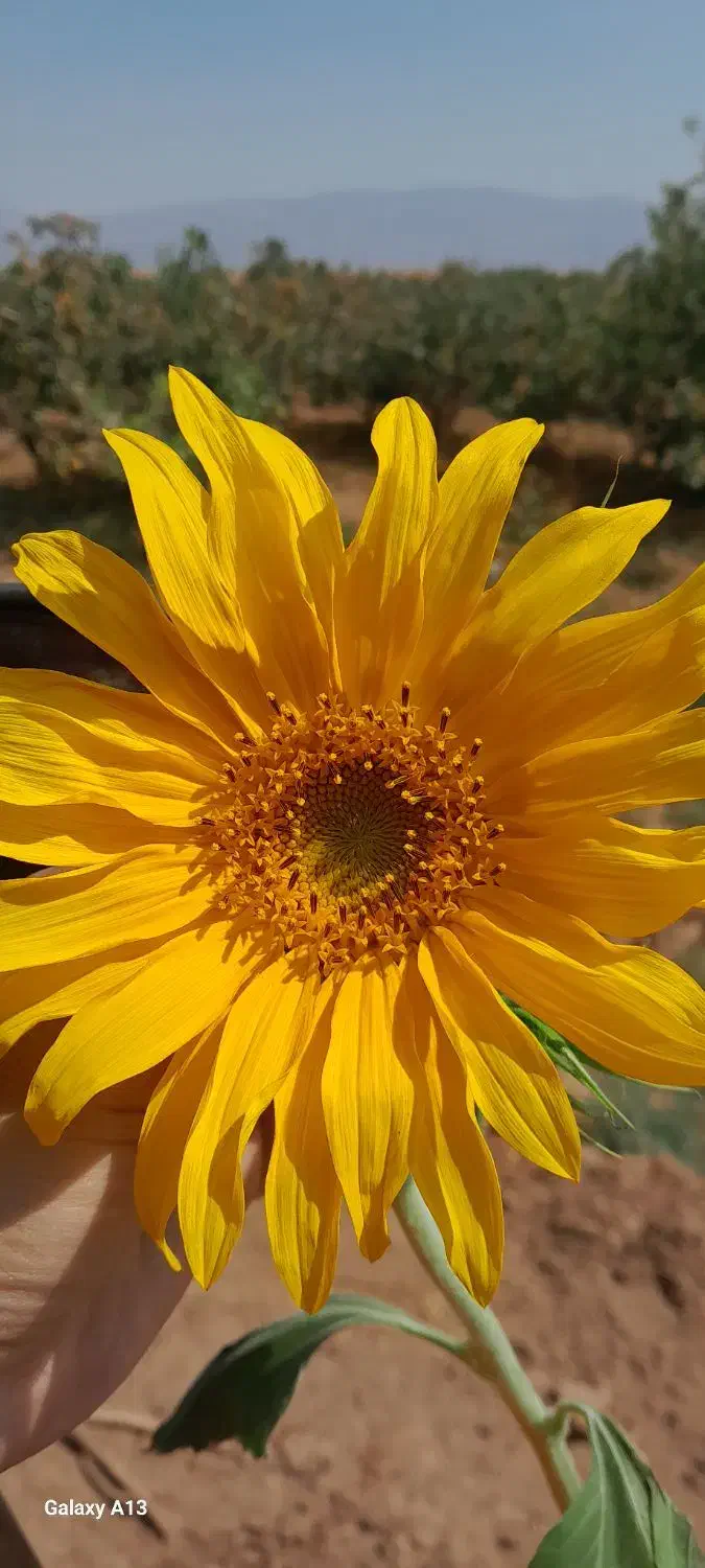 خرید چوب پسته|خدمات باغبانی و درختکاری|کرمان, |دیوار