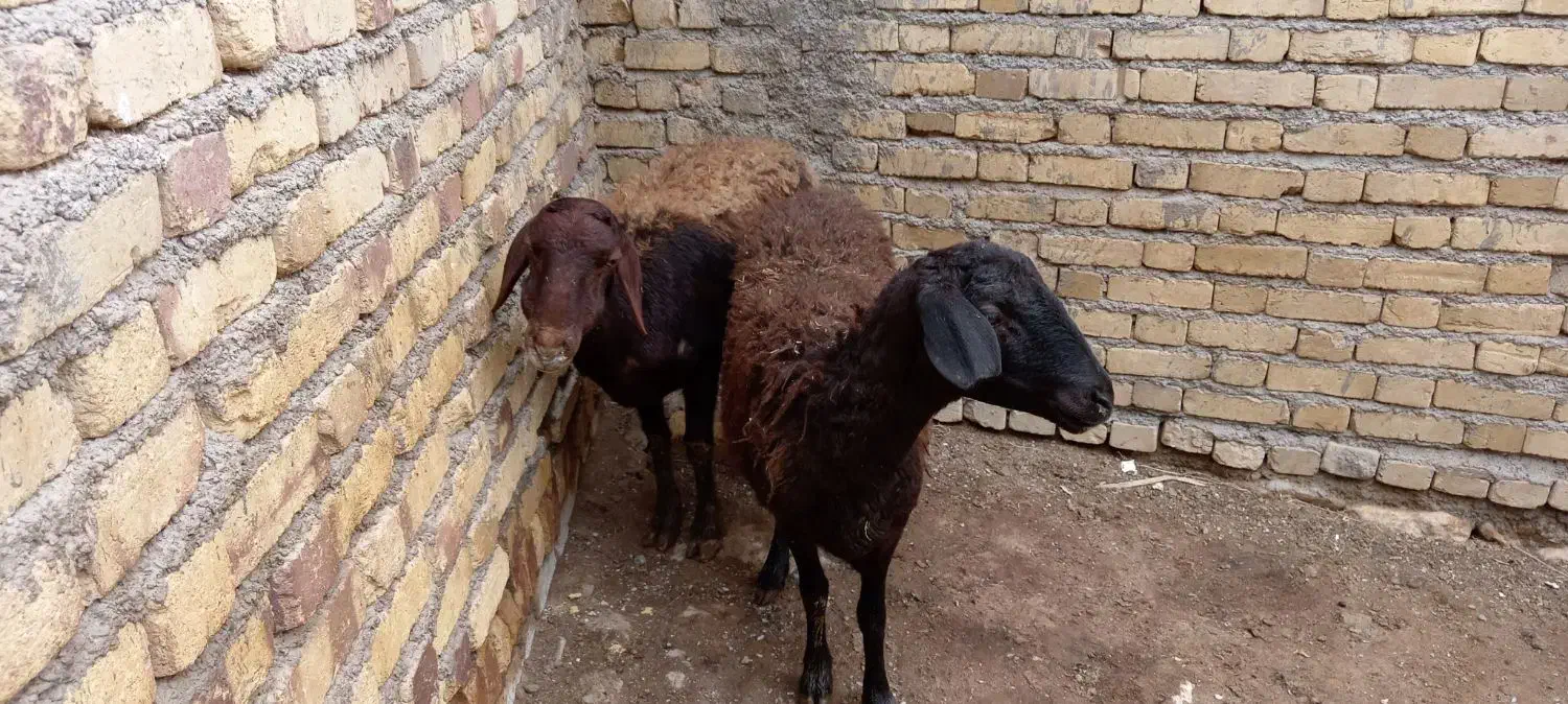 ۲عدد میش|حیوانات مزرعه|سجاس رود, |دیوار