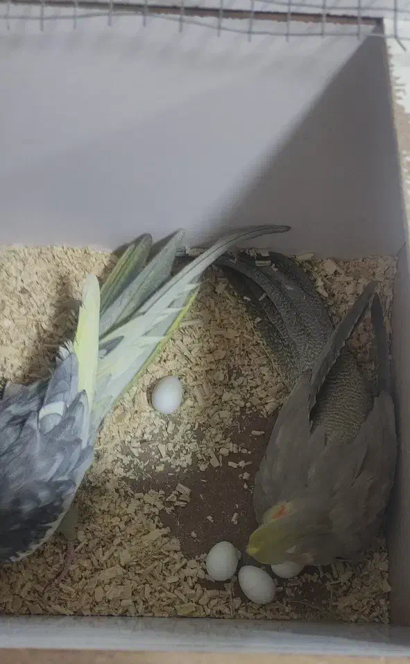 عروس هلندی نر وماده|پرنده|سقز, |دیوار