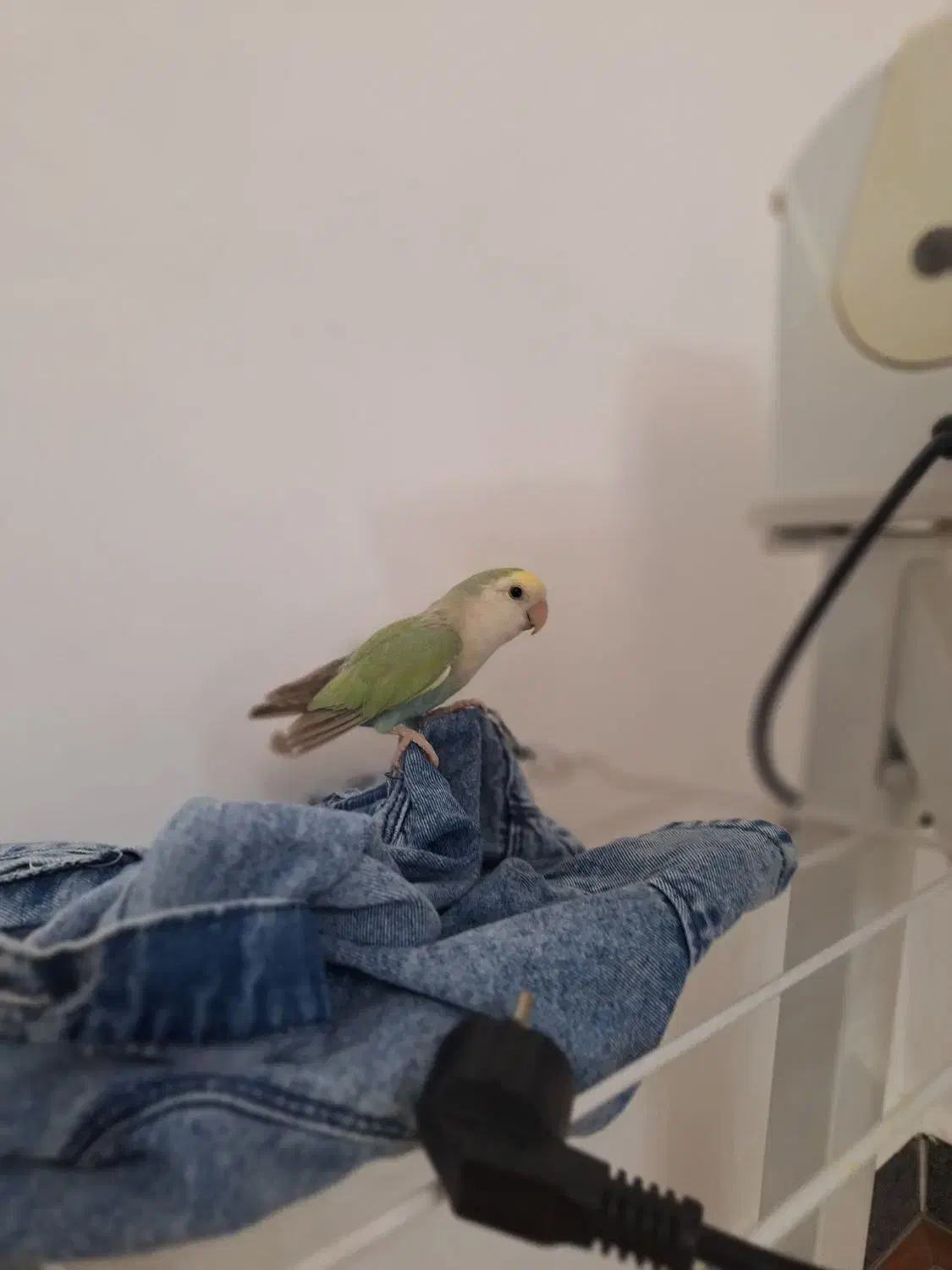 طوطی برزیلی|پرنده|سردشت, |دیوار