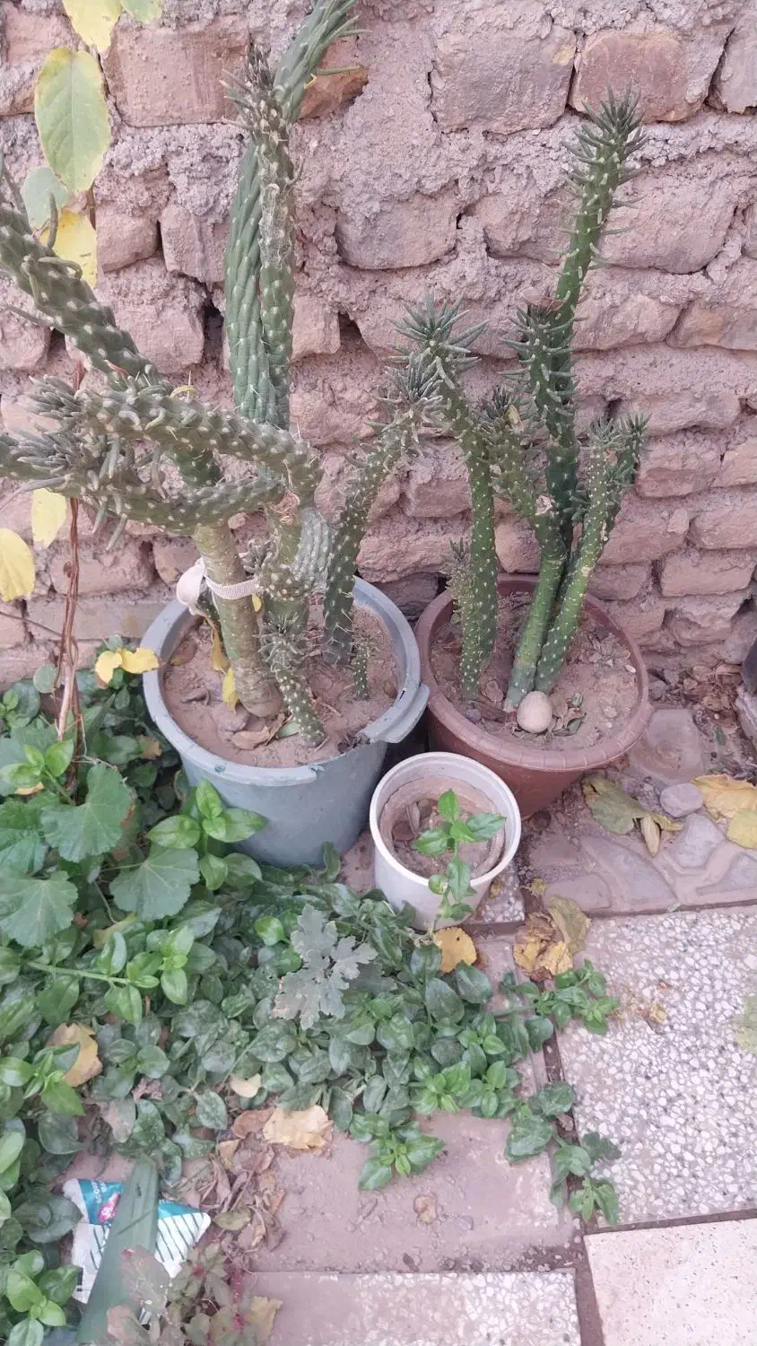 گل گیاهی شاداب|گل و گیاه طبیعی|تربتحیدریه, شهرک ولیعصر|دیوار