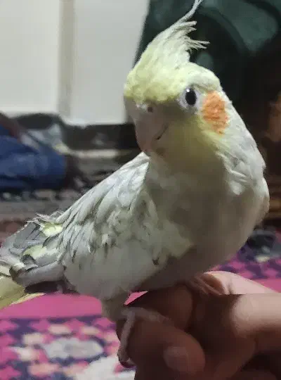 یک جفت عروس هلندی سخنگو به فروش می رسد|پرنده|زرقان, |دیوار