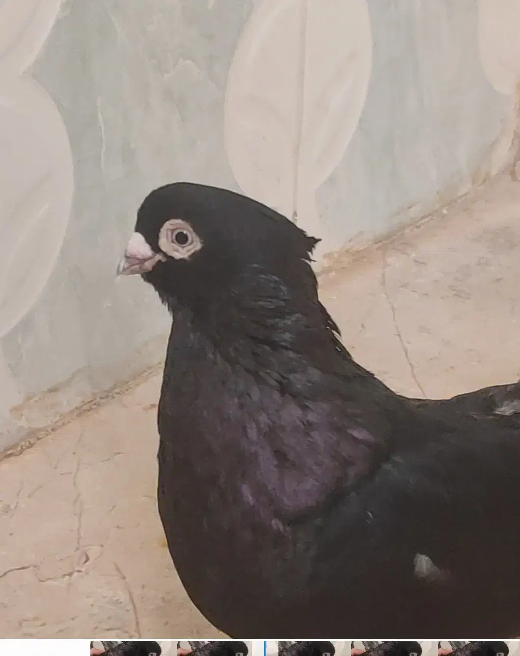 صرب|پرنده|امیدیه, |دیوار