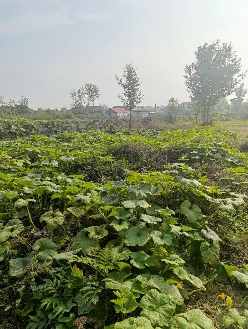 زمین مسکونی|فروش زمین و ملک کلنگی|لنگرود, |دیوار