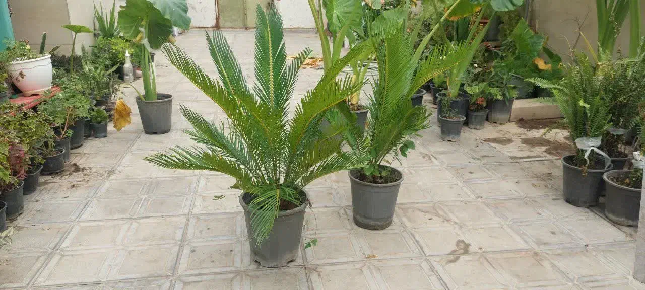 گل سیکاس و بابا آدم|گل و گیاه طبیعی|علی‌آباد کتول, |دیوار