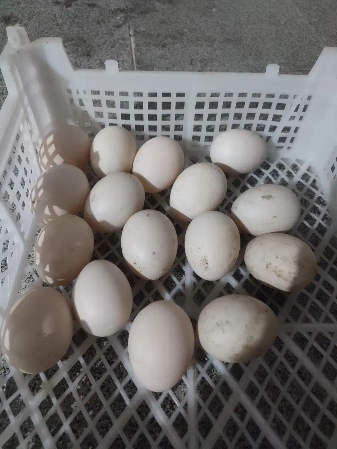 تخم اردک اسراییلی نطفه دار|حیوانات مزرعه|جلین, |دیوار