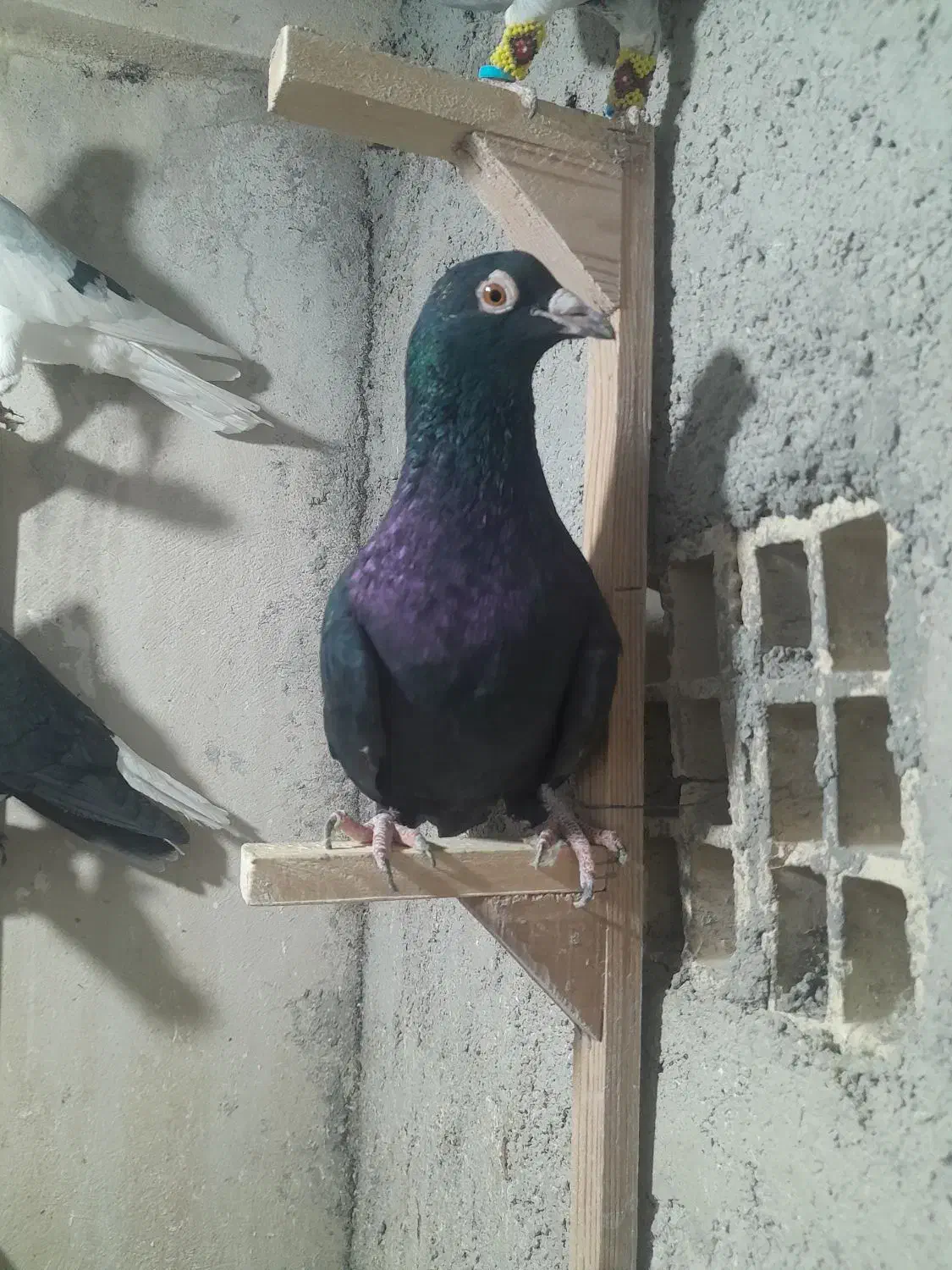 کبوتر شهری|پرنده|کازرون, |دیوار