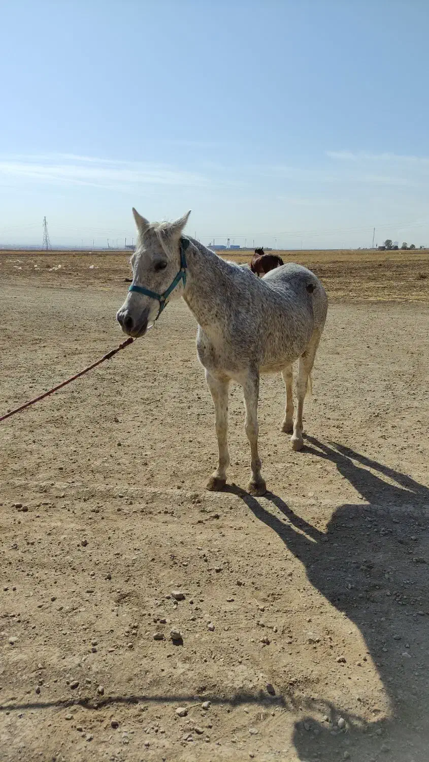 اسب|اسب و تجهیزات اسب‌سواری|فامنین, |دیوار