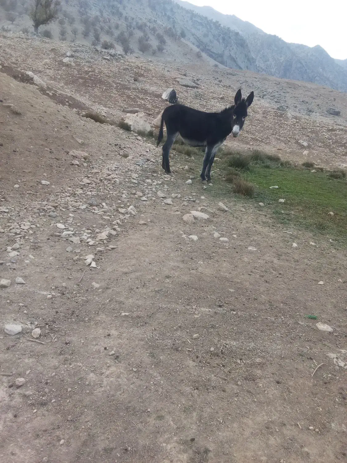 یک رس ماده خر دوسال ب فروش می رسد|حیوانات مزرعه|اندیکا, |دیوار