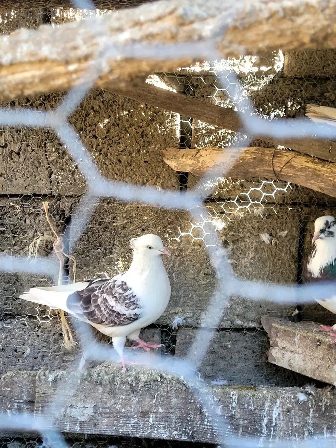 کبوتر پرشی باکیفیت|پرنده|بابل, |دیوار