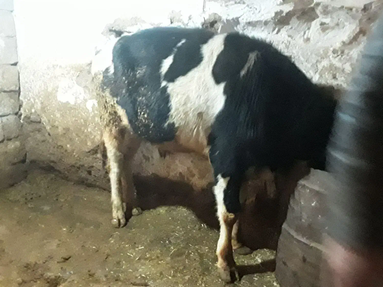 گاو نر|حیوانات مزرعه|بیرانوند, |دیوار