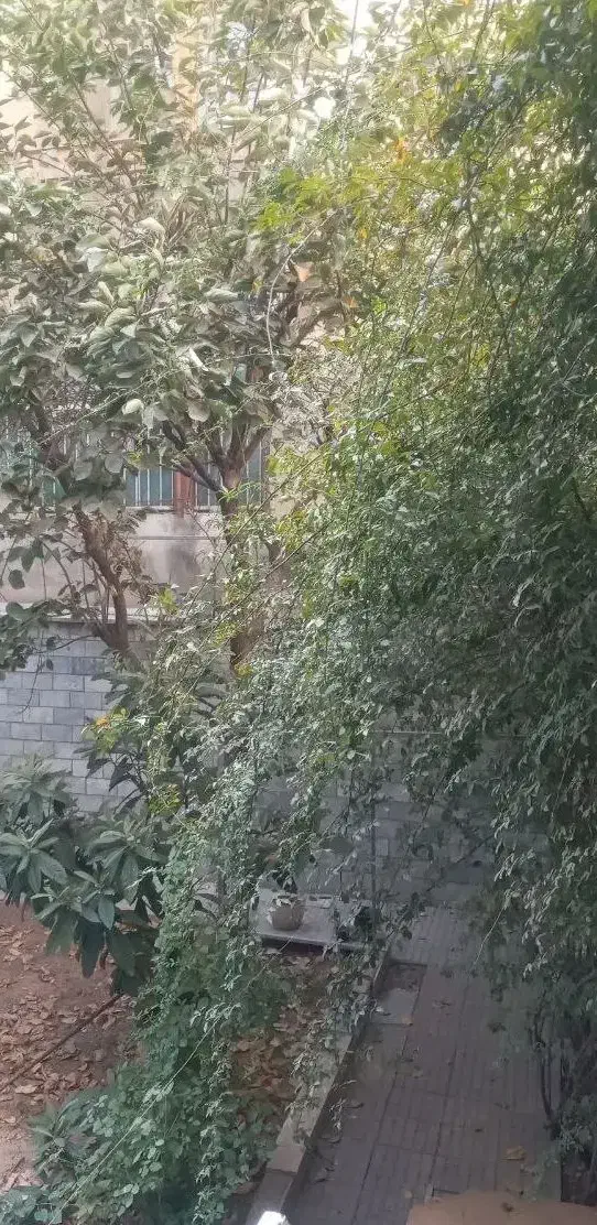۱۰۰ متر غربی های تهرانپارس  قابل تبدیل حیاط دار|اجارهٔ آپارتمان|تهران, تهرانپارس غربی|دیوار
