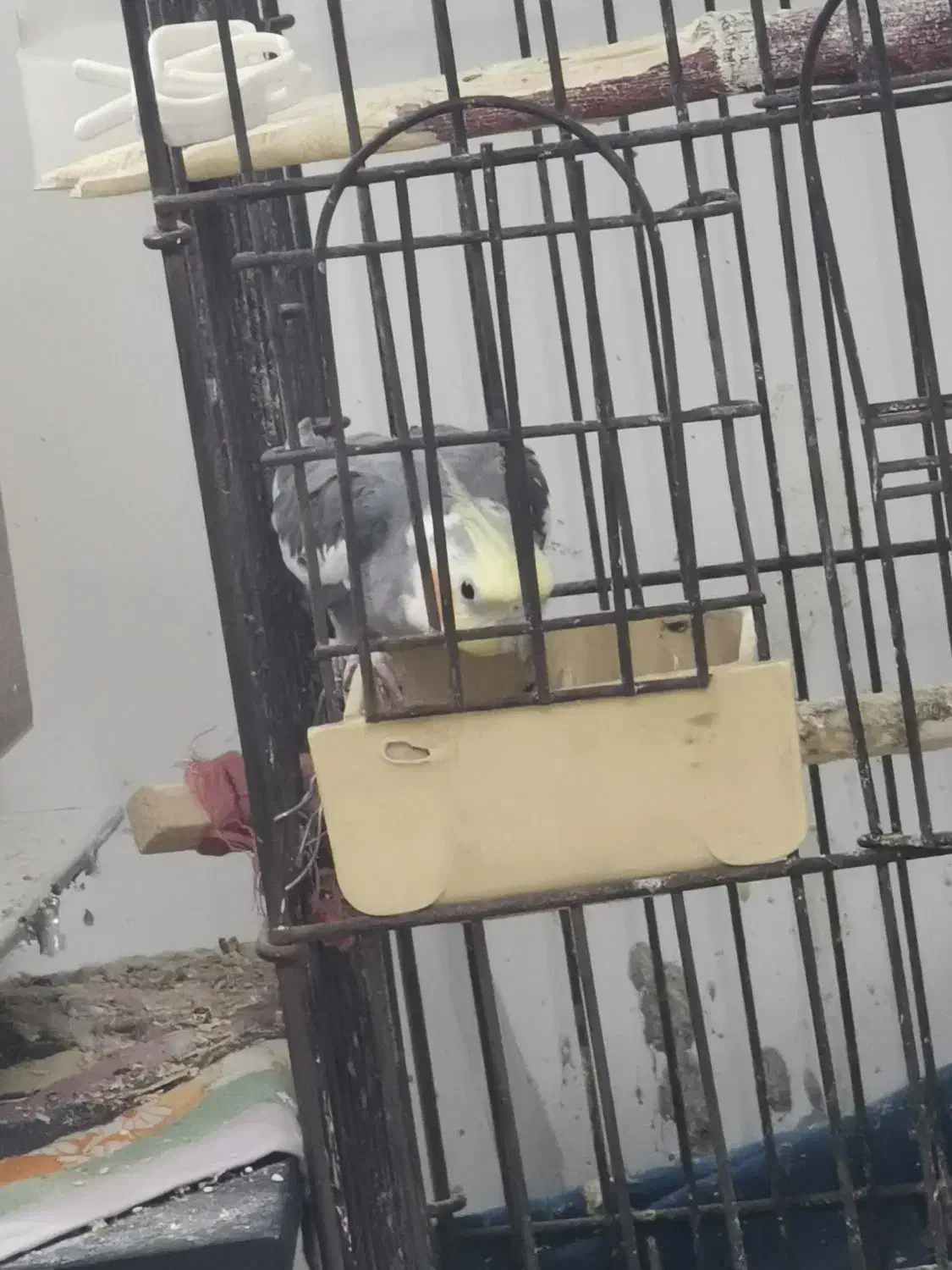 عروس نرو ماده مولد|پرنده|قم, شهدا|دیوار