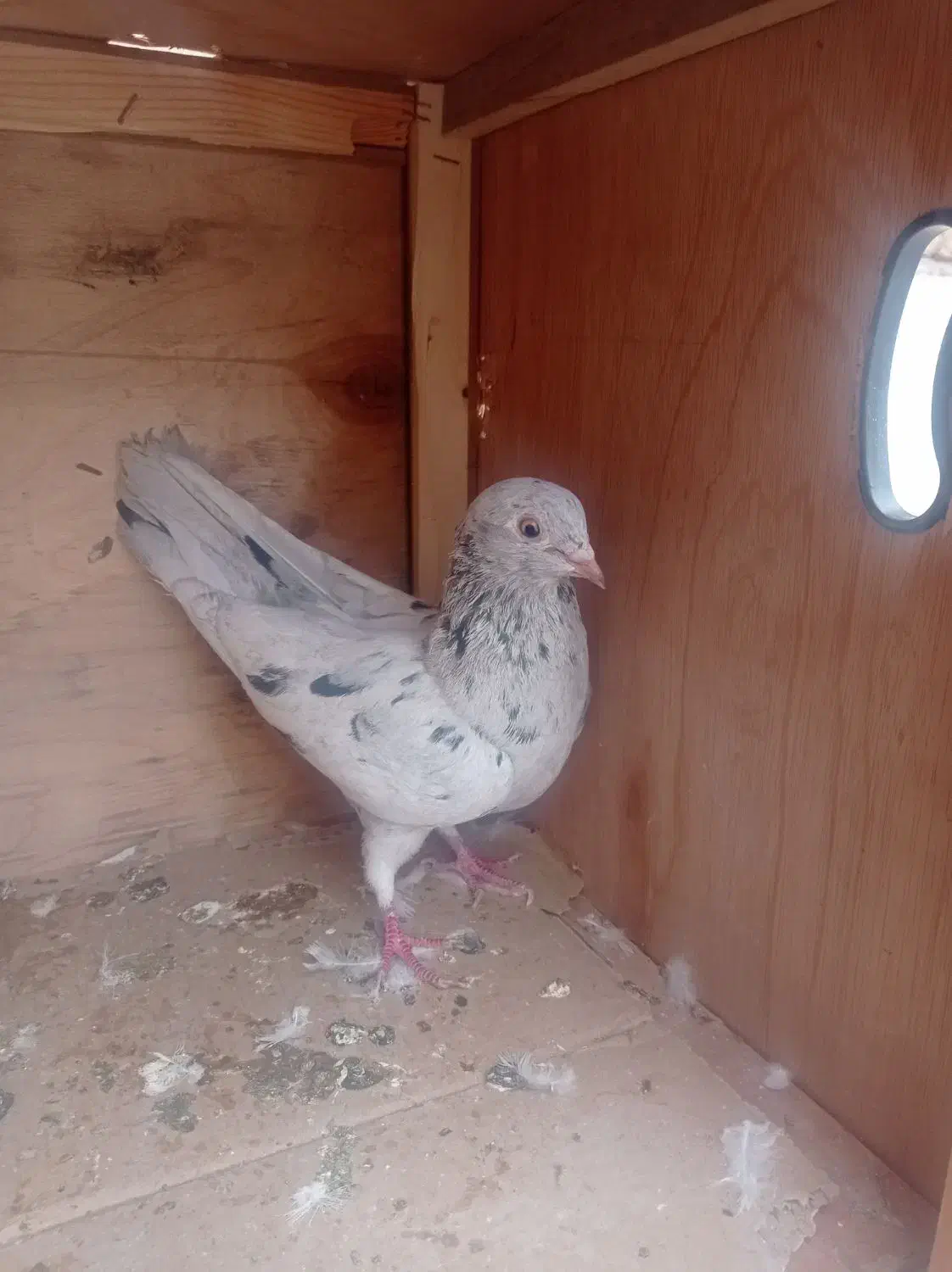 کفتر سرور ماده|پرنده|شاهدشهر, |دیوار