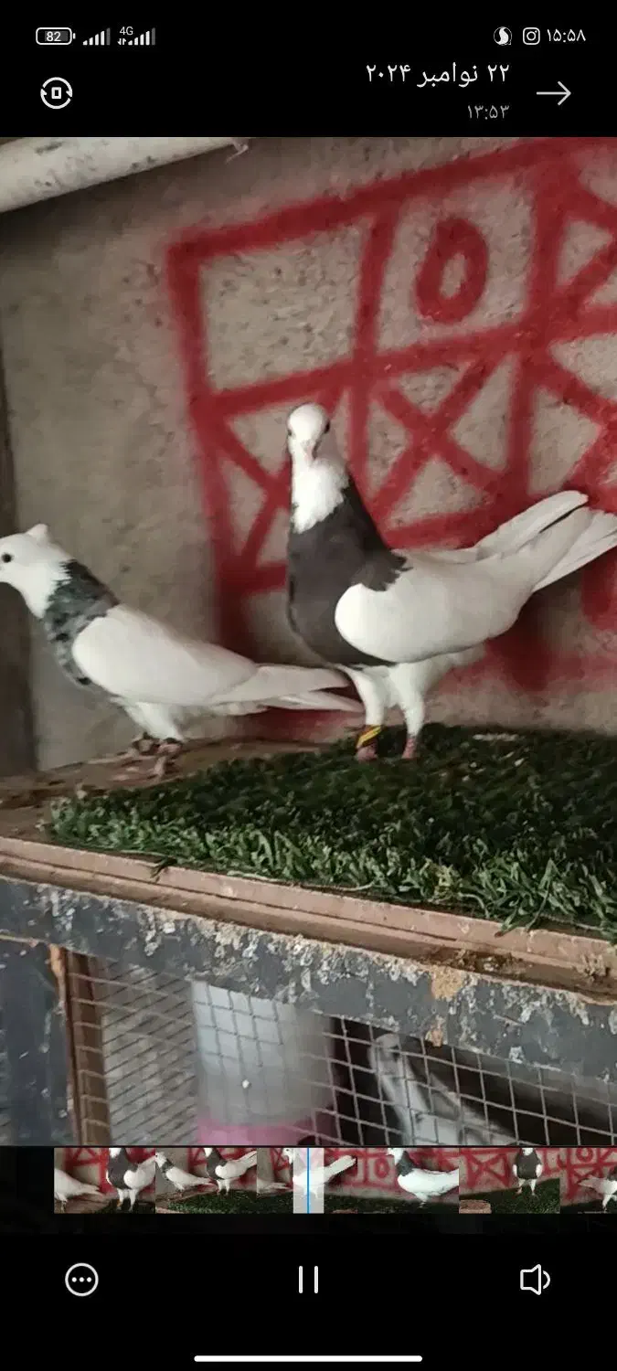 طوقی در حد|پرنده|خورموج, |دیوار