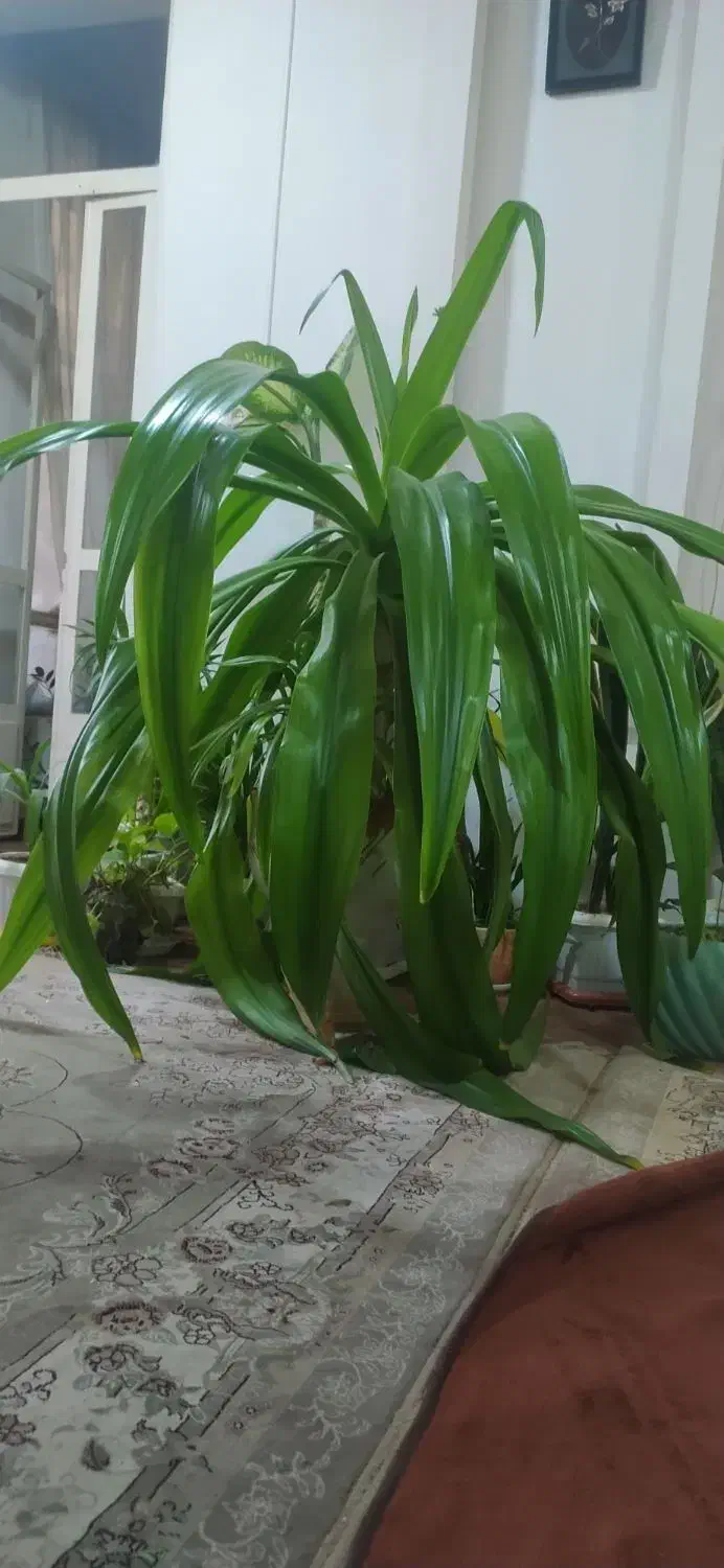 گل بیلبرجیا (اشک ملکه)|گل و گیاه طبیعی|شهرکرد, |دیوار