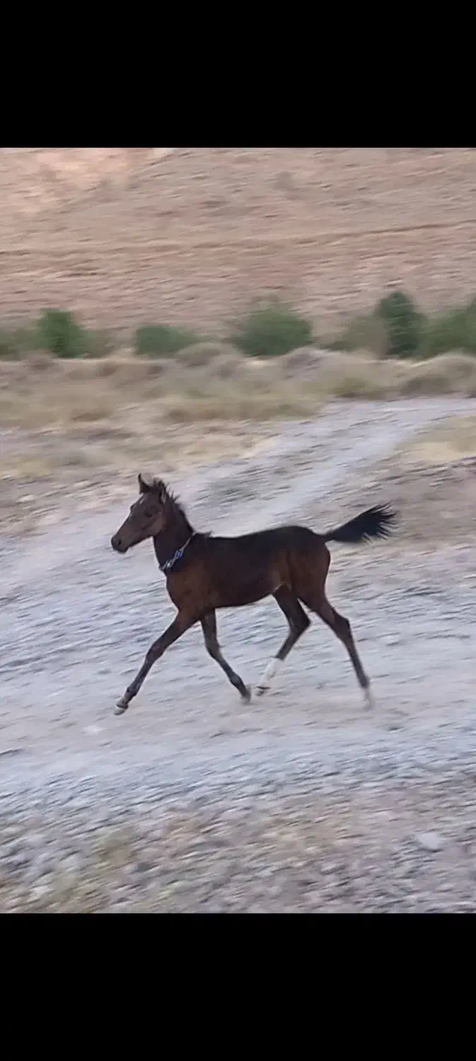 باسلام کره نریان ۴ماهه پدر مادر یورقه|اسب و تجهیزات اسبسواری|قوچان, |دیوار