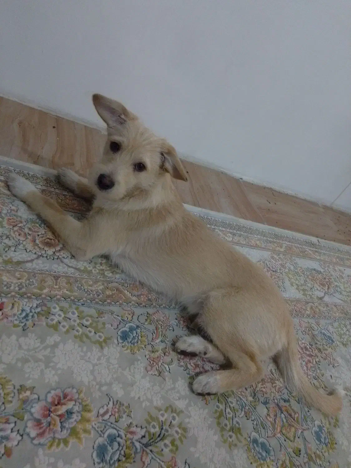 میکس تریر اشپیتز|سگ|مشهد, حضرت حجت|دیوار