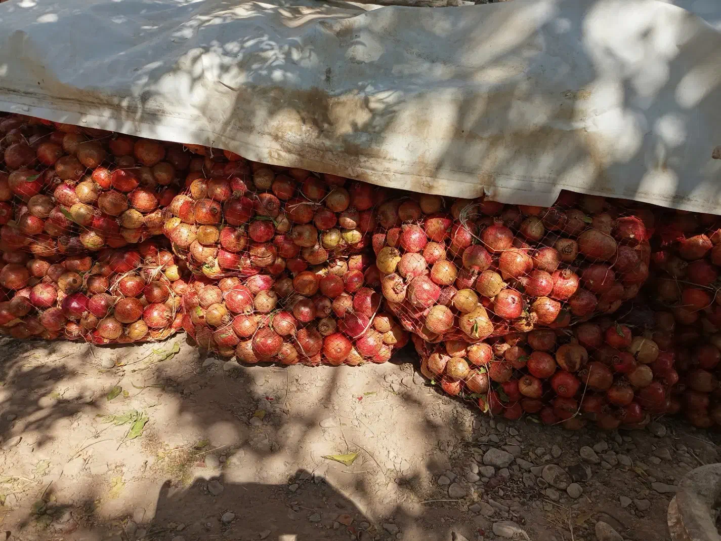 فروش انار درجه یک و انار ربی(توری)|خوردنی و آشامیدنی|ارسنجان, |دیوار