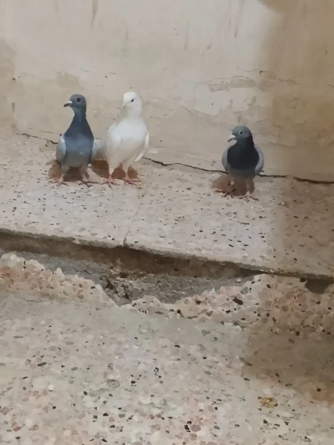 کبوتر|پرنده|زهک, |دیوار