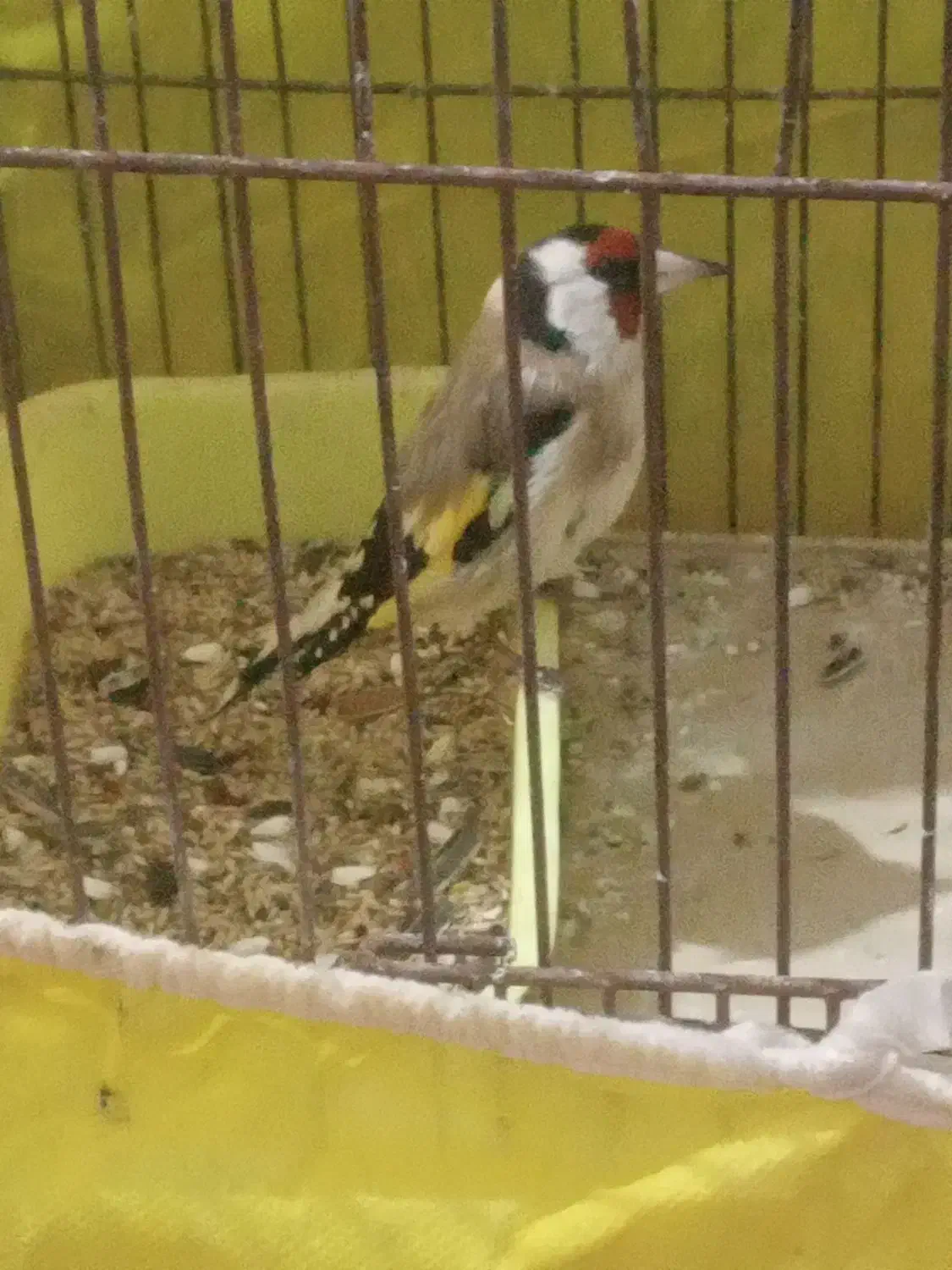 سهره گاوی جنگلی سبز و زرد|پرنده|تاکستان, |دیوار