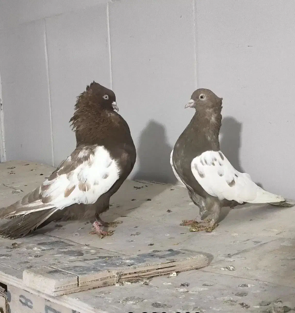 کبوتر|پرنده|مرودشت, شهرک مهدیه|دیوار