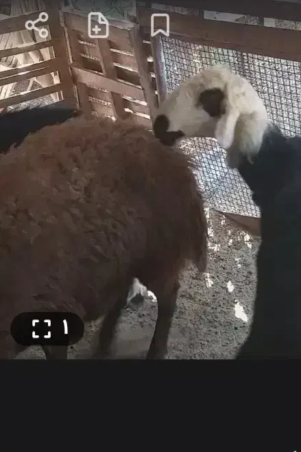 بره نذزابلفضل گمشده|حیوانات|بندر گناوه, |دیوار