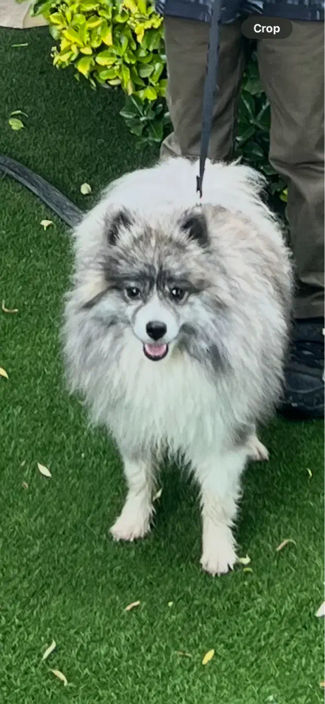 ‌پامر اشپیتز شیطون|سگ|کرج, عظیمیه|دیوار