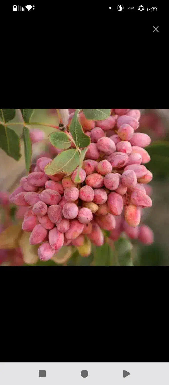پسته پوک خریدارم درخانه ومحل کار شما فقد تماس بگیر|خدمات باغبانی و درختکاری|رفسنجان, |دیوار