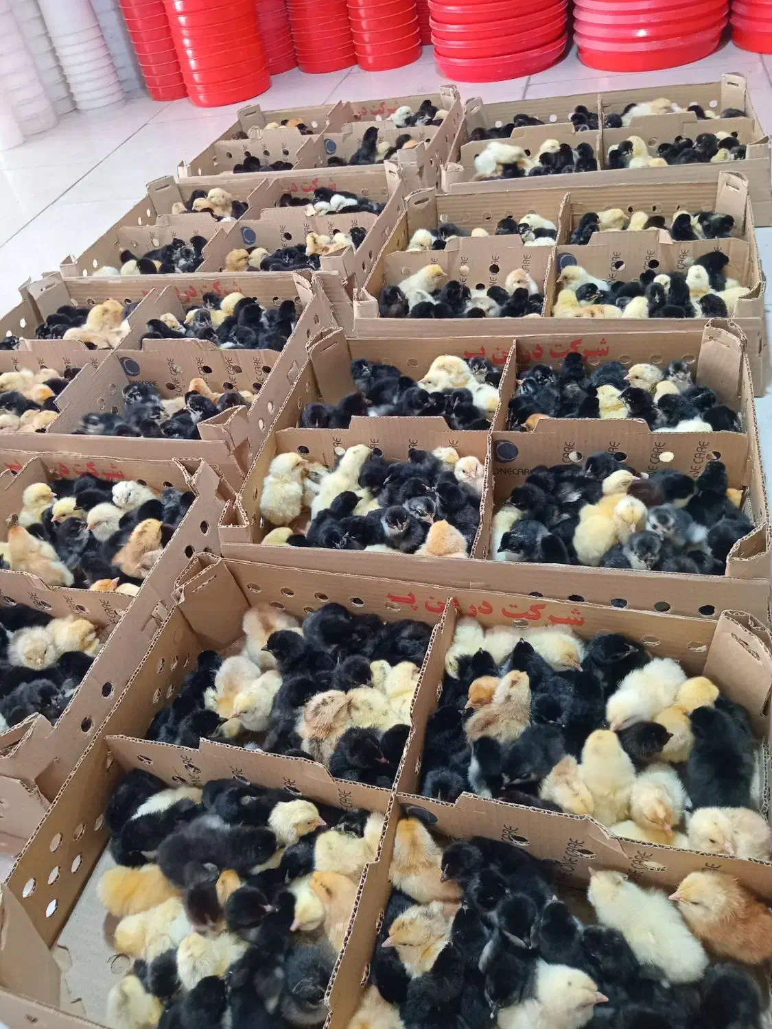 جوجه رنگی|حیوانات مزرعه|مشهد, پورسینا|دیوار