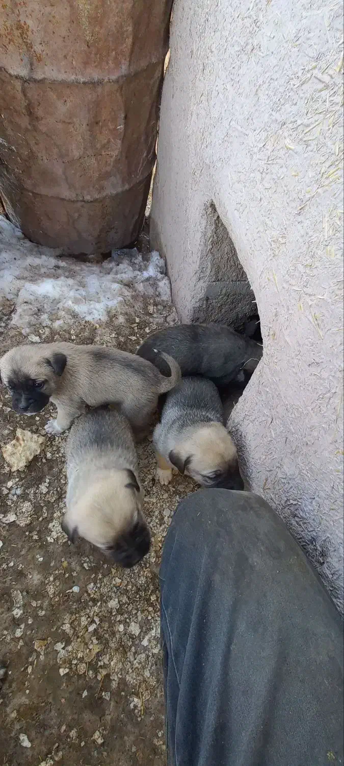 رایگان|سگ|سراجو, |دیوار