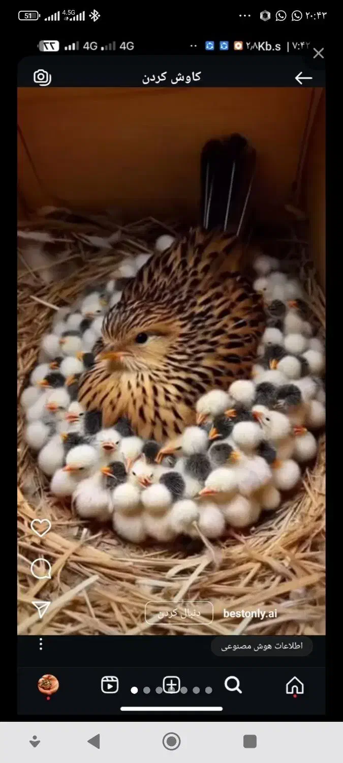 یک روزه  بلدرچین|حیوانات مزرعه|صوفیان, |دیوار